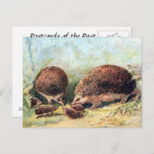 Oud Briefkaart - Egels (Voorkant / Achterkant)