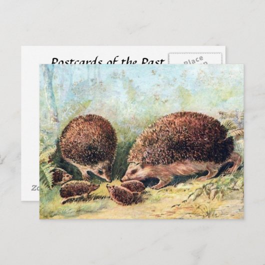 Oud Briefkaart - Egels (Voorkant / Achterkant)