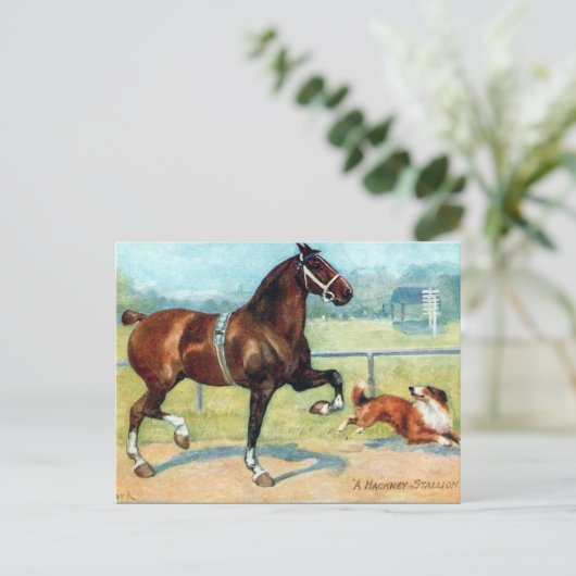 Oud Briefkaart - Hackney Stallion (Staand voorkant)