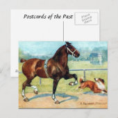 Oud Briefkaart - Hackney Stallion (Voorkant / Achterkant)