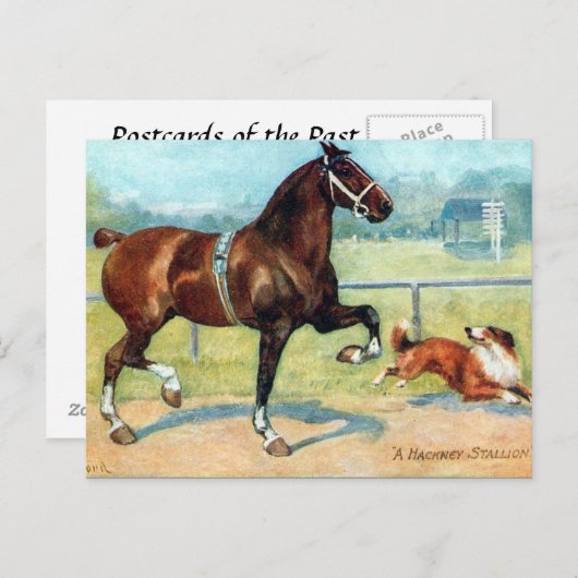 Oud Briefkaart - Hackney Stallion (Voorkant / Achterkant)