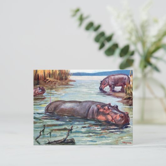 Oud Briefkaart - Hippopotamus (Staand voorkant)