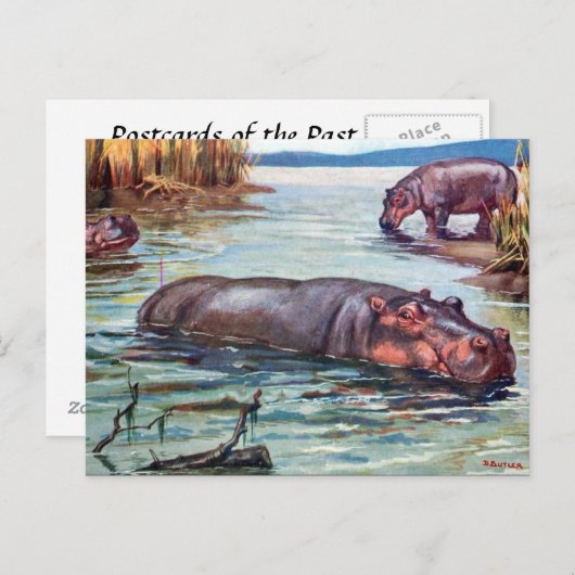 Oud Briefkaart - Hippopotamus (Voorkant / Achterkant)
