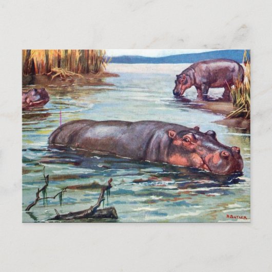 Oud Briefkaart - Hippopotamus (Voorkant)