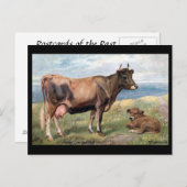 Oud Briefkaart - Jersey Cow en Calf (Voorkant / Achterkant)