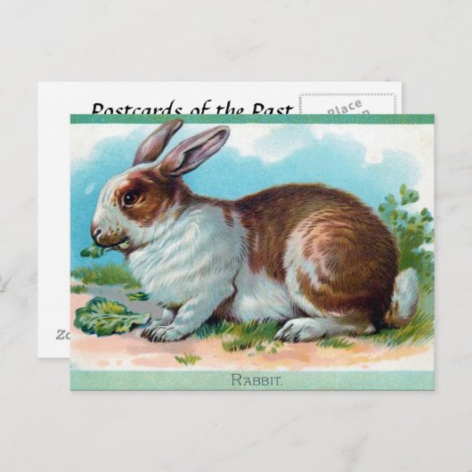 Oud Briefkaart - konijn (Voorkant / Achterkant)