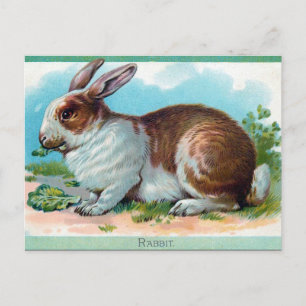 Oud Briefkaart - konijn