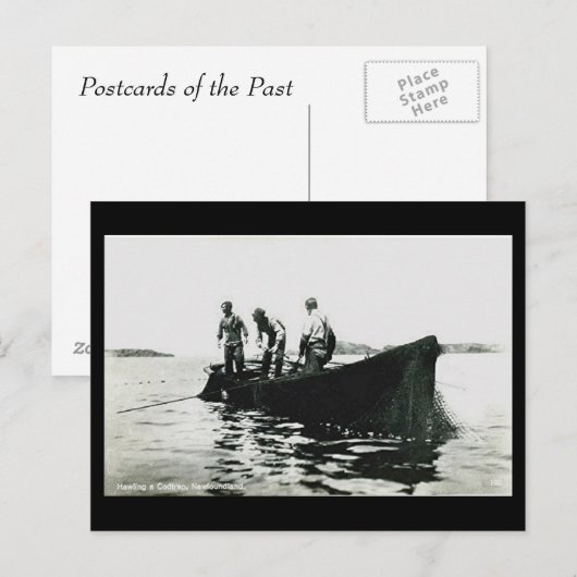 Oud Briefkaart - Newfoundland, kabeljauw Gevist (Voorkant / Achterkant)