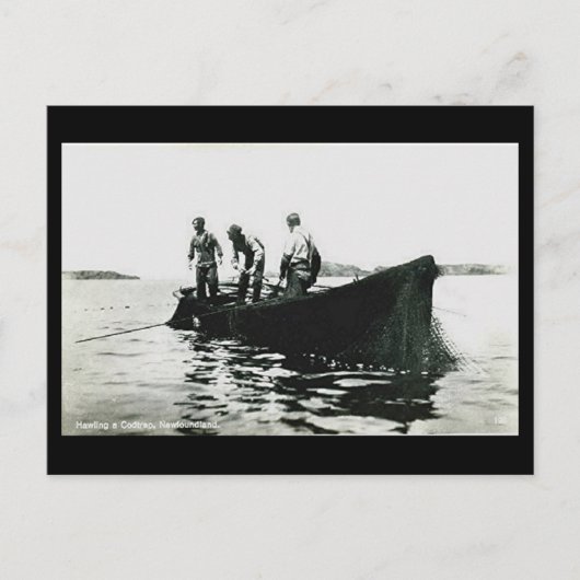Oud Briefkaart - Newfoundland, kabeljauw Gevist (Voorkant)