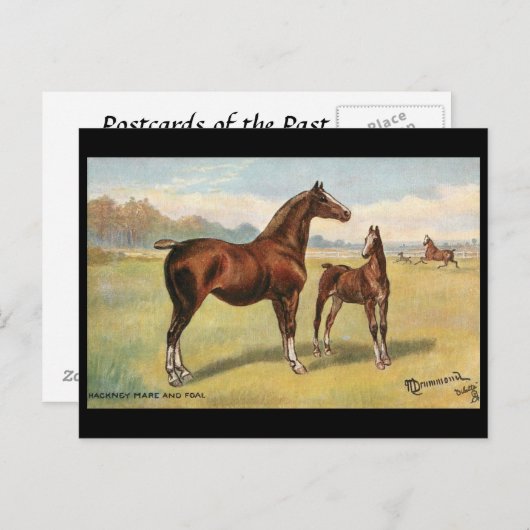 Oud Briefkaart - Paarden (Voorkant / Achterkant)