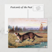 Oud Briefkaart - Pine Marten (Voorkant / Achterkant)