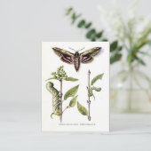 Oud Briefkaart - Privet Hawk Moth (Staand voorkant)