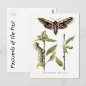 Oud Briefkaart - Privet Hawk Moth (Voorkant / Achterkant)