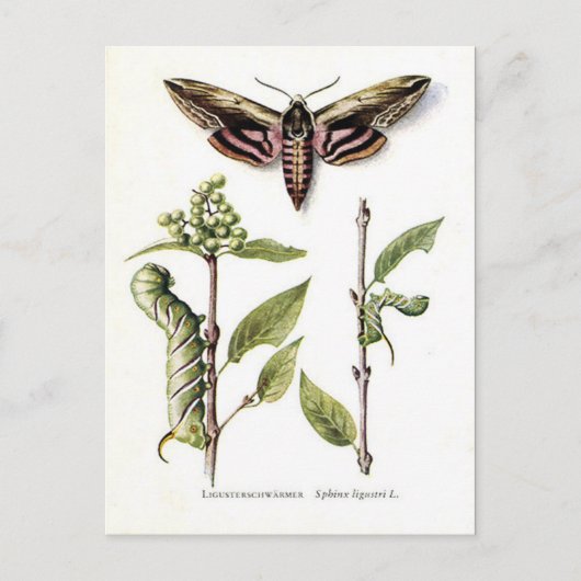 Oud Briefkaart - Privet Hawk Moth (Voorkant)
