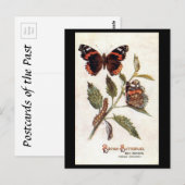 Oud Briefkaart - Rood admiraal (Voorkant / Achterkant)