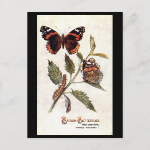 Oud Briefkaart - Rood admiraal