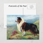 Oud Briefkaart - Scotch Collie (Voorkant / Achterkant)