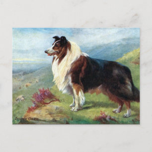 Oud Briefkaart - Scotch Collie
