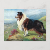 Oud Briefkaart - Scotch Collie (Voorkant)