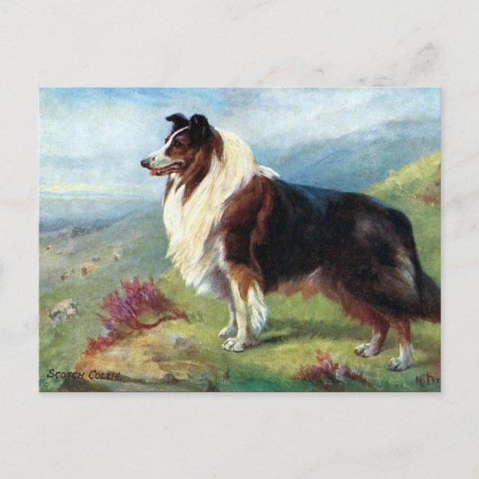 Oud Briefkaart - Scotch Collie (Voorkant)