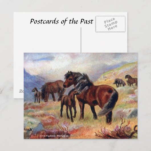 Oud Briefkaart - Shetland Ponies (Voorkant / Achterkant)
