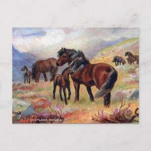 Oud Briefkaart - Shetland Ponies