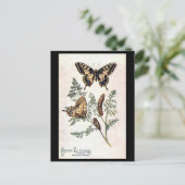 Oud Briefkaart - slibstaart (Staand voorkant)