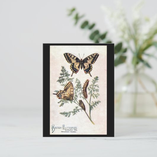 Oud Briefkaart - slibstaart (Staand voorkant)