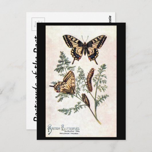 Oud Briefkaart - slibstaart (Voorkant / Achterkant)