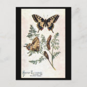 Oud Briefkaart - slibstaart (Voorkant)