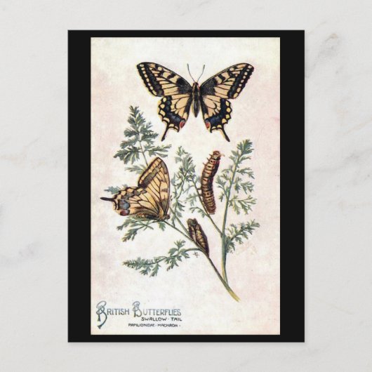 Oud Briefkaart - slibstaart (Voorkant)