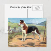Oud Briefkaart - Vloeiende gepaarde collie (Voorkant / Achterkant)