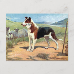 Oud Briefkaart - Vloeiende gepaarde collie