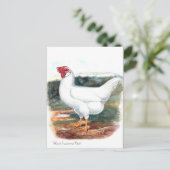 Oud Briefkaart - Whire Leghorn Hen (Staand voorkant)
