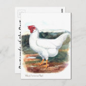 Oud Briefkaart - Whire Leghorn Hen (Voorkant / Achterkant)