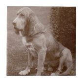 Oud Engels Bloodhound Tegeltje (Voorkant)