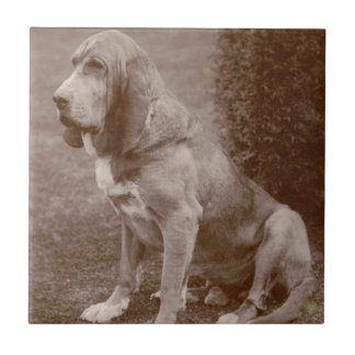 Oud Engels Bloodhound Tegeltje