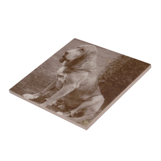 Oud Engels Bloodhound Tegeltje (Zijkant)