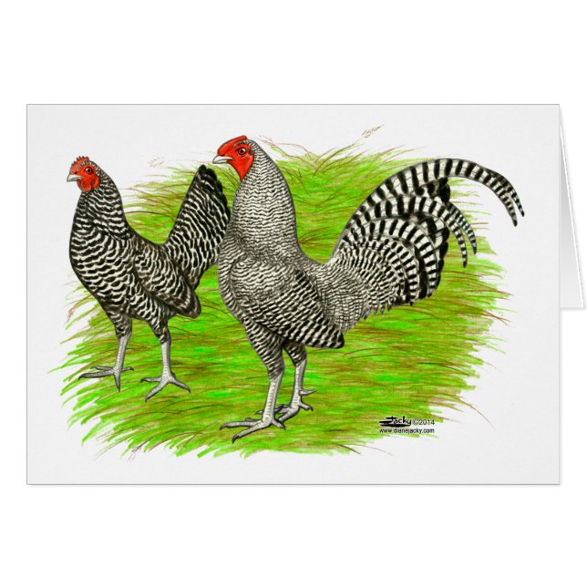 Oud Engels Game Barred Chickens (Voorkant Horizontaal)