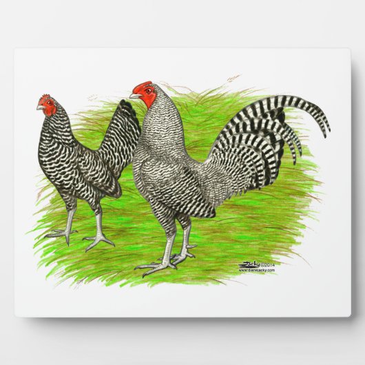 Oud Engels Game Barred Chickens Fotoplaat (Voorkant)