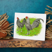 Oud Engels Game Barred Chickens Fotoplaat (Zijkant)
