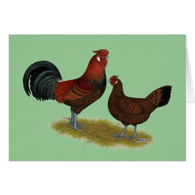 Oud Engels Pheasant Fowl (Voorkant Horizontaal)