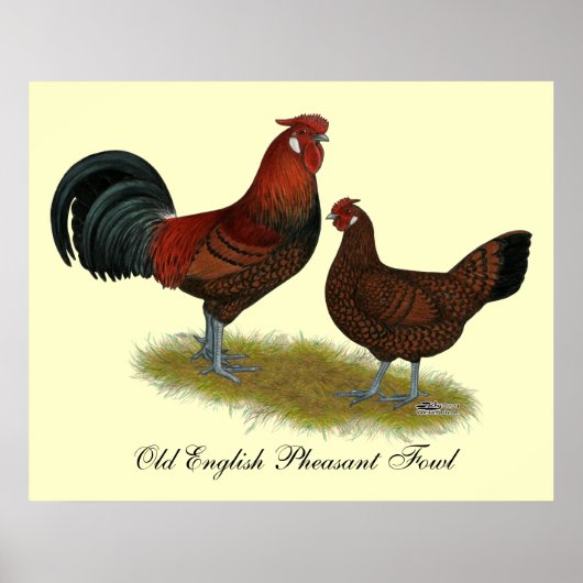 Oud Engels Pheasant Fowl Poster (Voorkant)