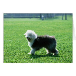Oud Engels Sheep Dog