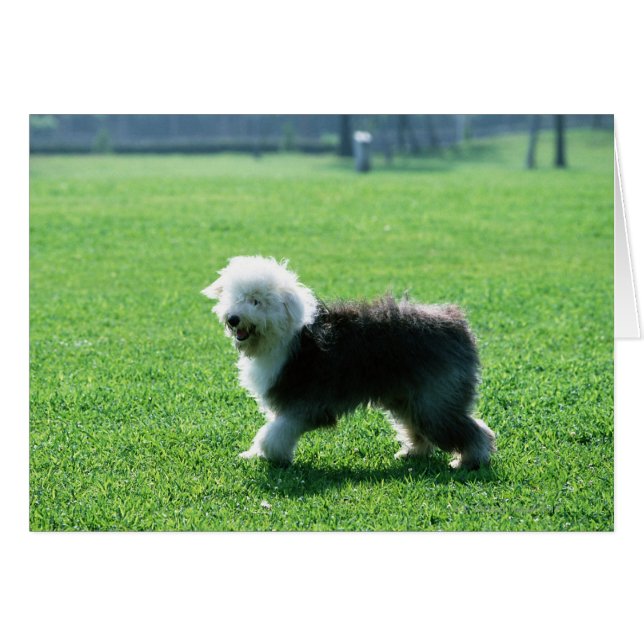 Oud Engels Sheep Dog (Voorkant Horizontaal)