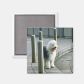 Oud Engels Sheep Dog 2 Magneet (Voorkant / Achterkant)