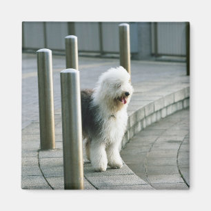 Oud Engels Sheep Dog 2 Magneet