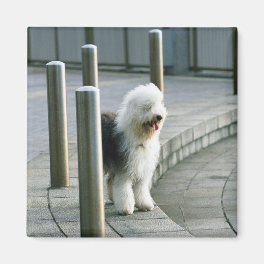 Oud Engels Sheep Dog 2 Magneet (Voorkant)