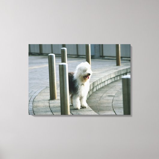 Oud Engels Sheep Dog Canvas Afdruk (Voorkant)