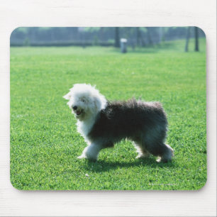 Oud Engels Sheep Dog Muismat